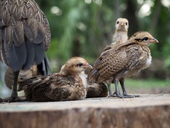 Close-up of ducklings on wood