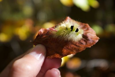 Close-up of hand holding flower