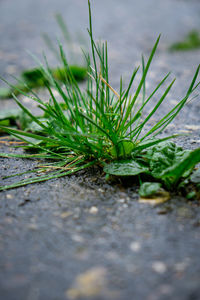 Close-up of plant growing on field