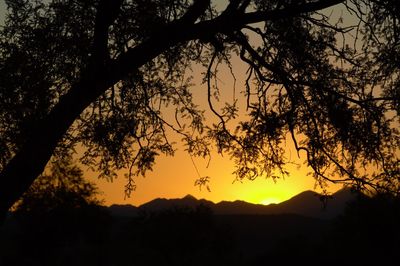 Silhouette tree against sky during sunset