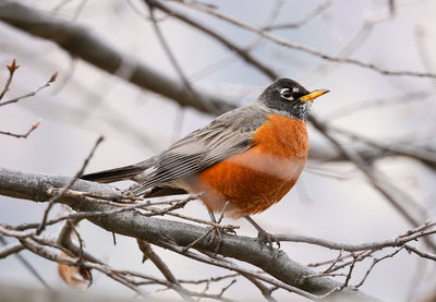 Close-up of bird perching on branch