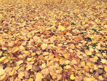 High angle view of maple leaves on road