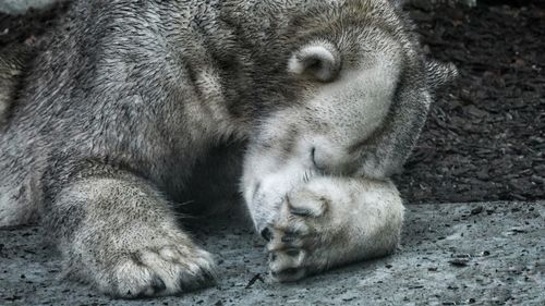 Close-up of lion sleeping