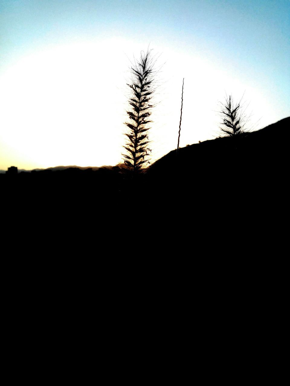 silhouette, clear sky, tranquility, tranquil scene, copy space, scenics, sunset, nature, beauty in nature, landscape, tree, outline, sky, bare tree, dusk, dark, idyllic, mountain, no people, outdoors