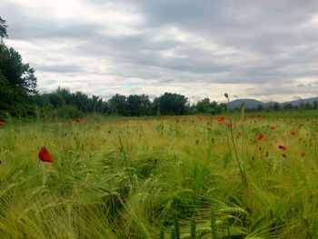 Scenic view of poppy field against sky