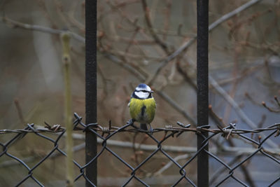 Bluetit perching  on a metal fence in winter