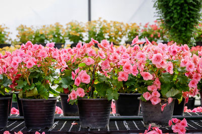 Close-up of pink flowering plants