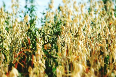 Close-up of wheat field