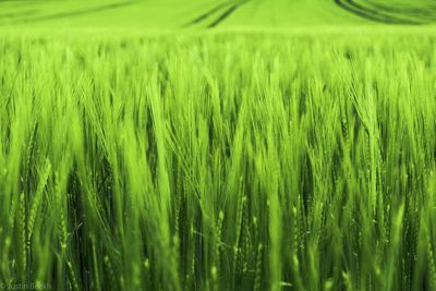 Full frame shot of crop in field