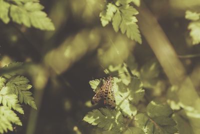 Close-up of butterfly on plant