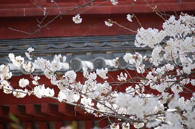 Low angle view of cherry blossom against building
