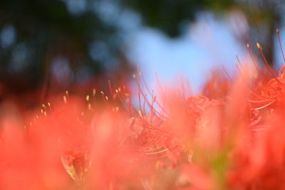 Close-up of red rose