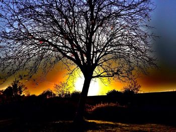 Silhouette of bare tree on field