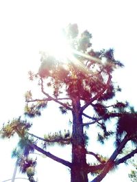 Low angle view of trees against clear sky