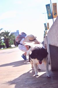 Full length of dog walking on street against sky