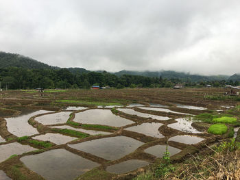 Scenic view of agricultural field against sky