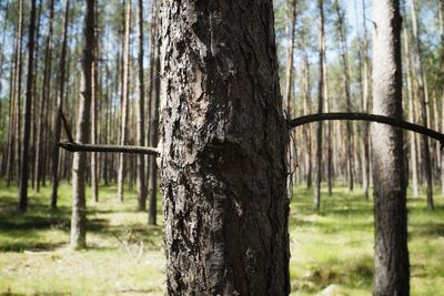 Close-up of tree trunk in forest