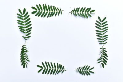 Directly above shot of fern leaves against white background