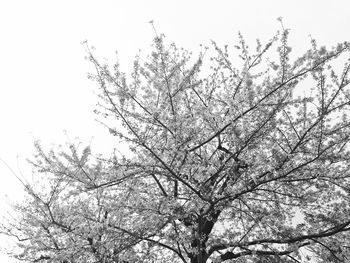 Low angle view of bare tree against sky