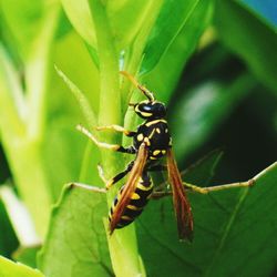 Close-up of insect on leaf