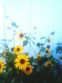 Close-up of yellow flowers blooming outdoors