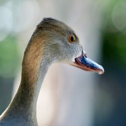 Close-up of a bird