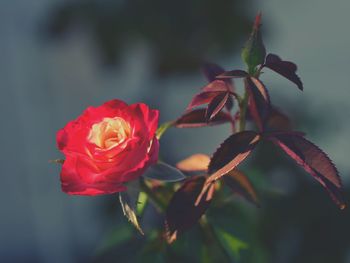 Close-up of red rose