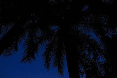 Low angle view of palm tree