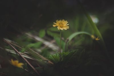 Close-up of yellow flowering plant