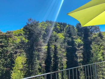 Trees in forest against blue sky