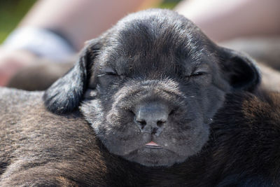Close-up of dog sleeping