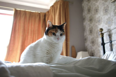 Low angle view of cat sitting on bed at home