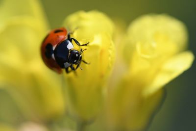 Close-up of ladybug on flower