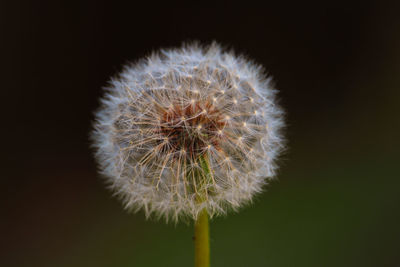 Close-up of dandelion against black background
