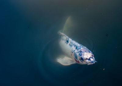 Close-up of fish swimming in water