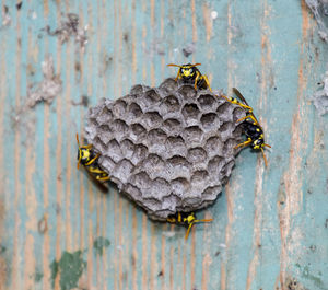 Close-up of bee on wood
