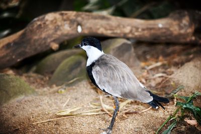 Close-up of gray heron perching on wood