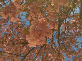 Low angle view of trees