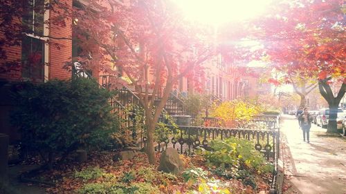 Sun shining through trees