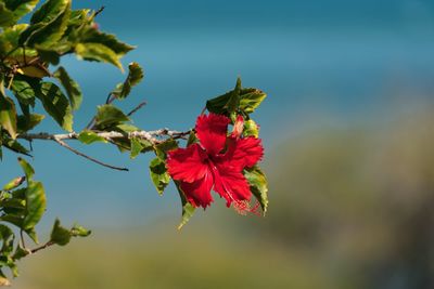 Close-up of red hibiscus on plant