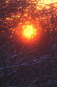 Trees in forest during sunset