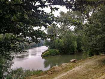 Scenic view of river amidst trees in forest