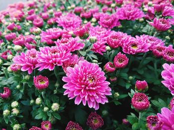 Close-up of pink flowers blooming outdoors