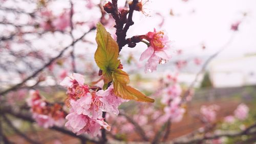 Close-up of pink flowers on branch