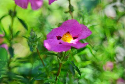 Close-up of bee pollinating on pink flower