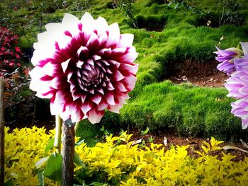 Close-up of dahlia blooming on field