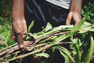 Close-up of hand holding leaves