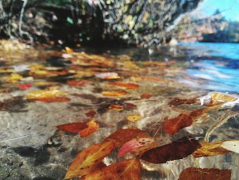 Surface level of leaves on footpath during autumn