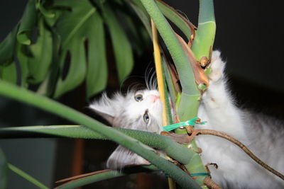 Close-up of cat outdoors