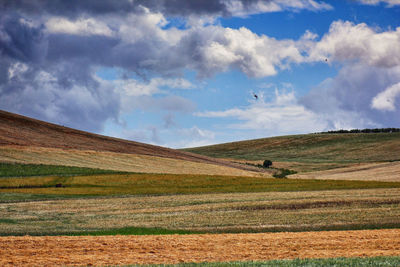 Scenic view of field against sky